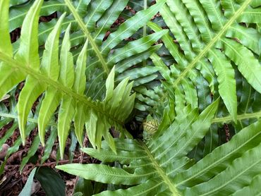 Silver Lady Fern