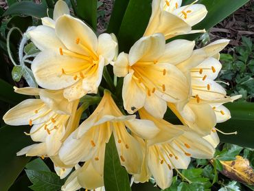 Clivea yellow