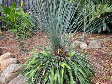 Grass Tree with Elkhorn (self sown)