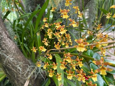 Dancing Lady Orchid