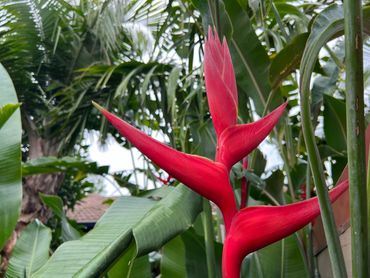 Haliconia Hot Rio