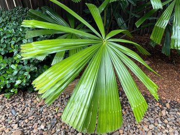 Australian Fan Palm