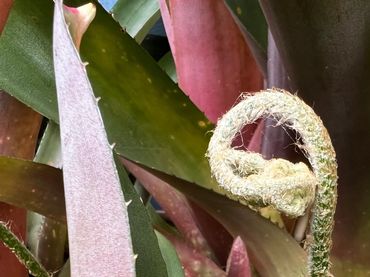 Leather Fern Frond