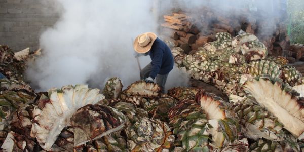 Worker processing agave hearts with smoke around.