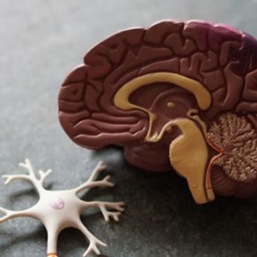 Image from the Fertility Business book of the intricacies of the brain and vagus nerve.