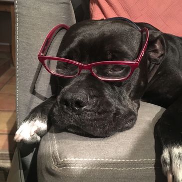 dogs are special creatures and misunderstood by many people