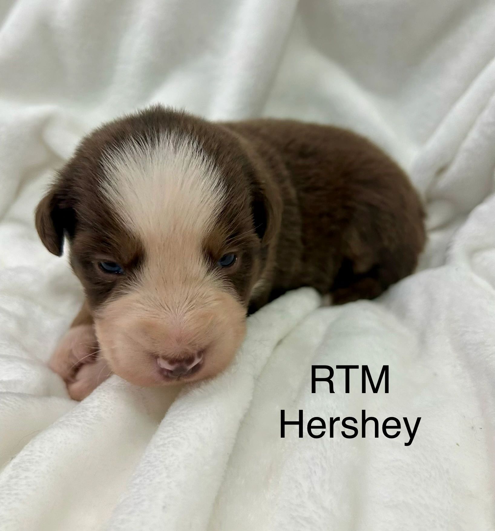 Close-up of a newborn brown and white puppy named Hershey on a white blanket.