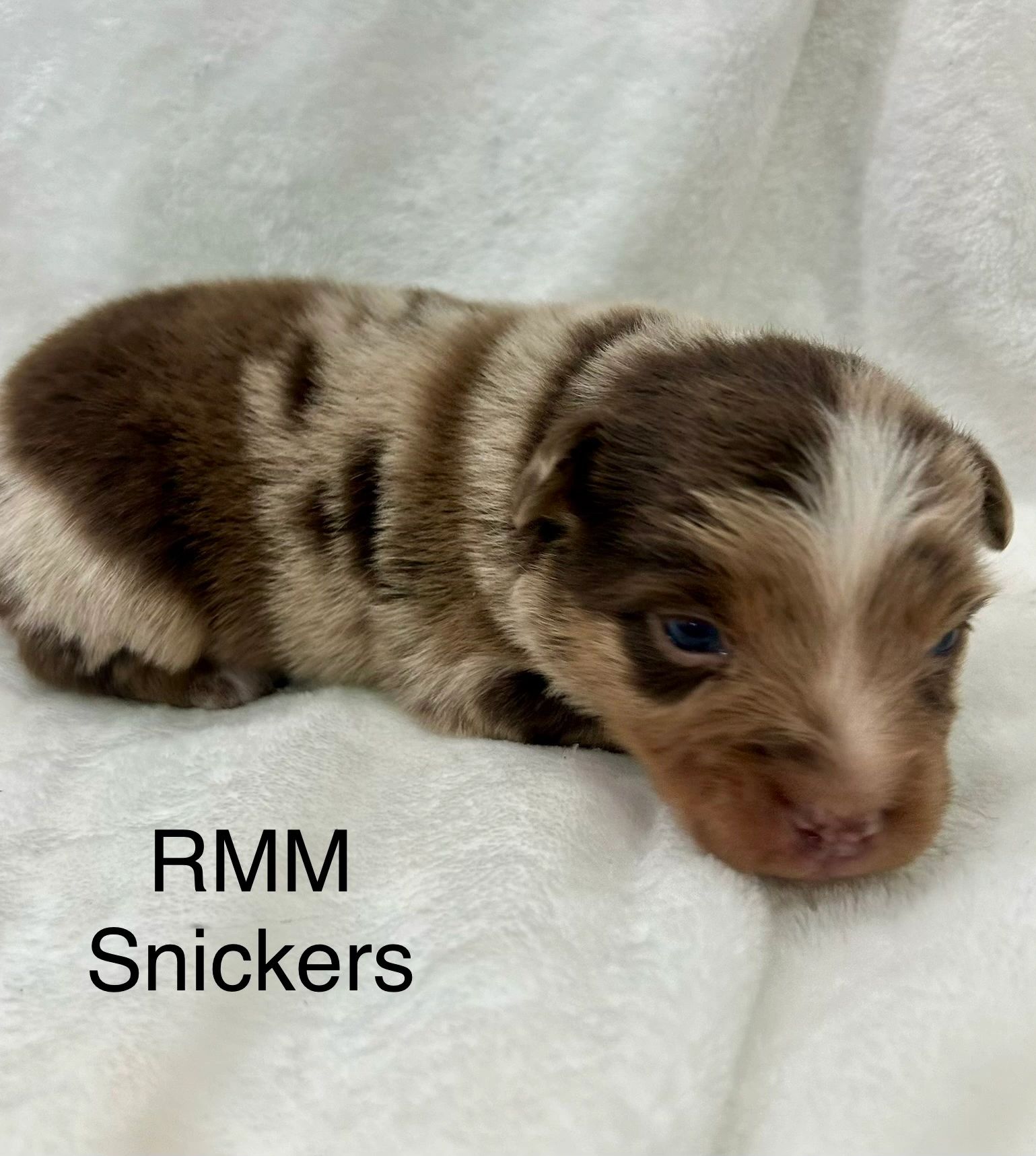 Close-up of a newborn merle puppy on a white blanket.