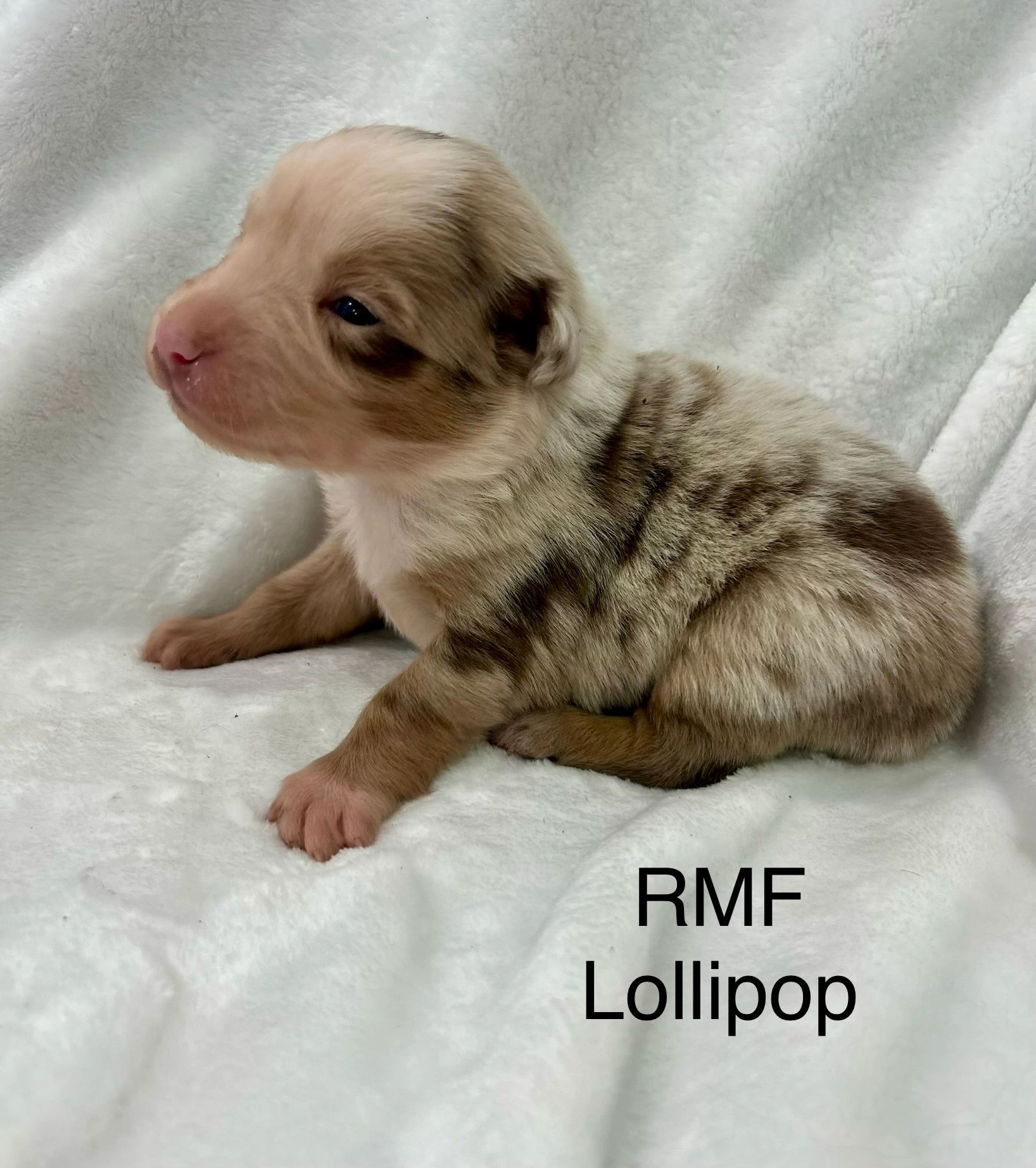 Newborn brown and white puppy resting on a soft white blanket.