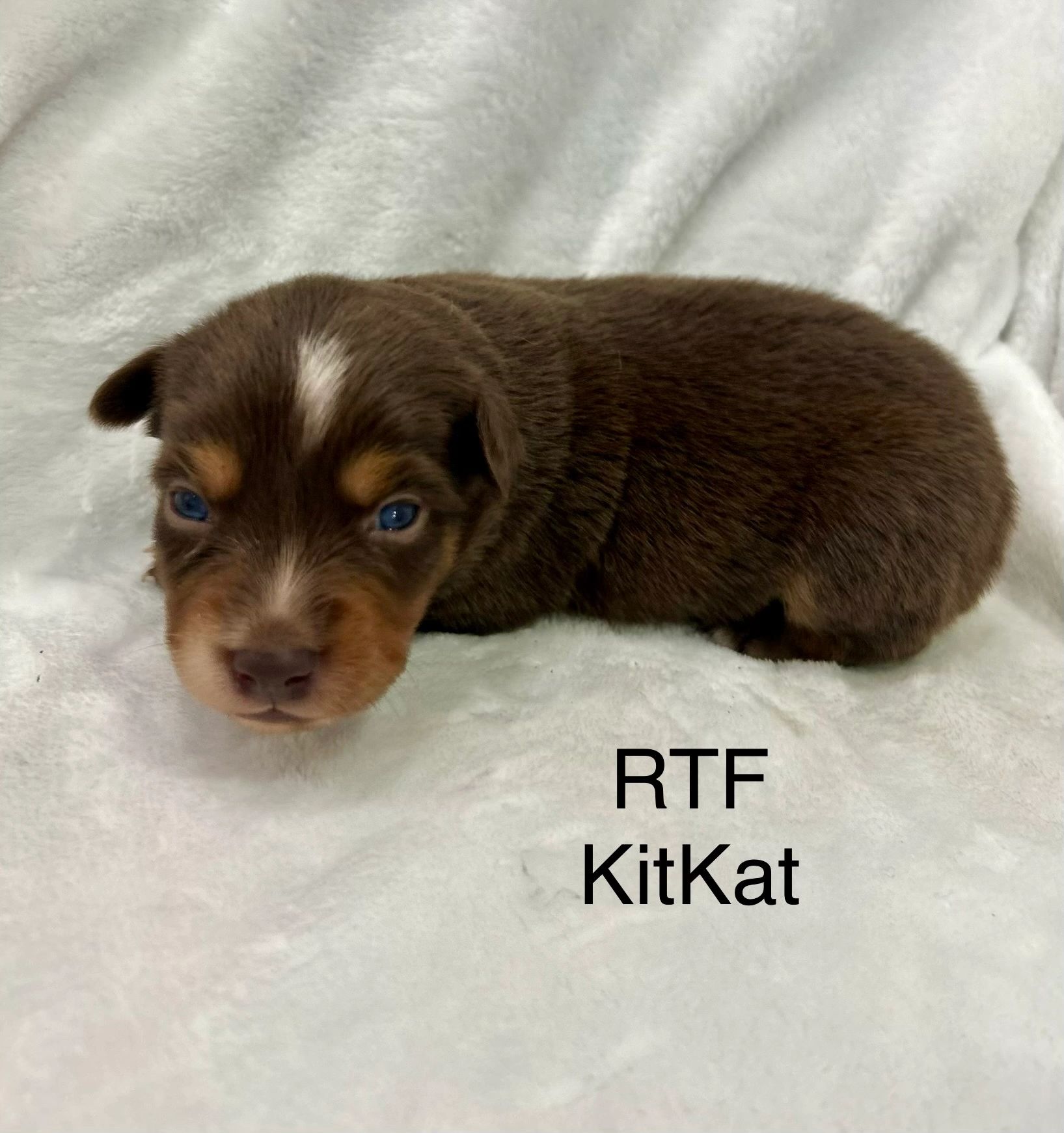 Close-up of a brown puppy with blue eyes on a white blanket.