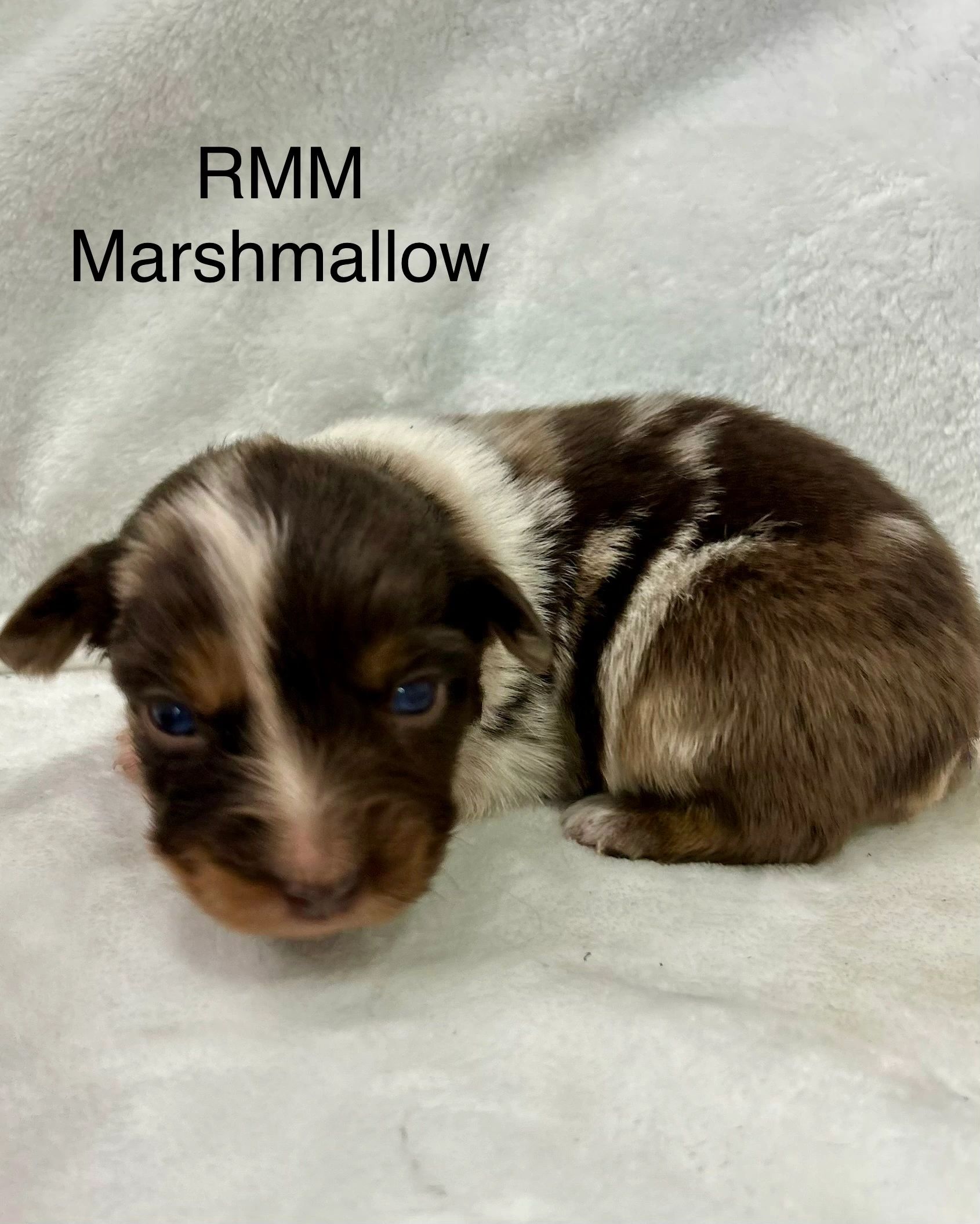 Close-up of a newborn merle puppy named RMM Marshmallow on a soft white blanket.