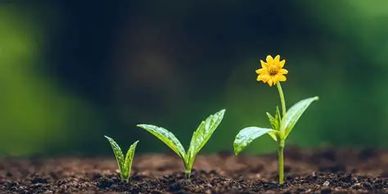 Three plant stages in soil, one with a yellow flower.
