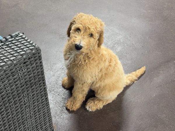 Curly-haired golden puppy sitting on a concrete floor near wicker furniture.