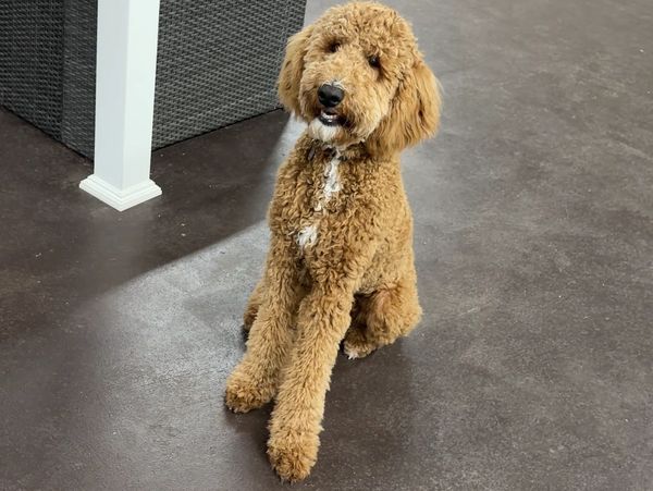 Curly-haired brown dog sitting indoors on a dark floor.