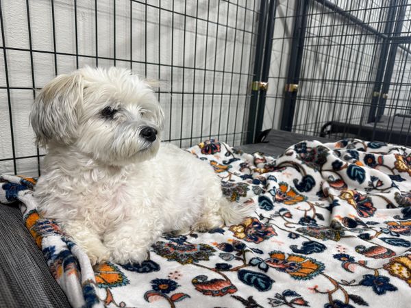 A small white dog resting on a colorful blanket inside a metal pen.