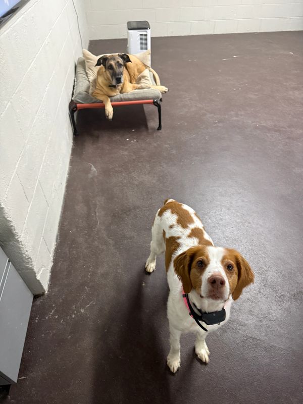 Two dogs in a room, one lying on a bed and the other standing on the floor.