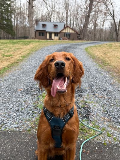 Happy golden retriever sitting on a gravel driveway in front of a house.