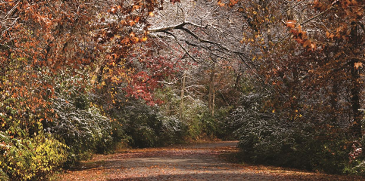 Photo of cemetery drive in autumn by Bruce Mathews
