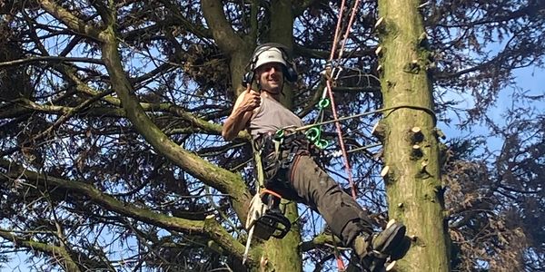 Professional tree climber with safety gear working high in a tree.