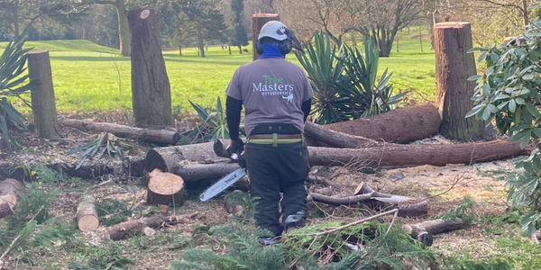 Man chainsaw cutting logs in a forested area.