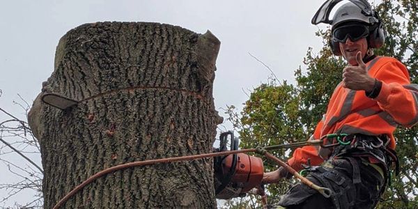 A worker in safety gear gives a thumbs up while cutting a large tree trunk.