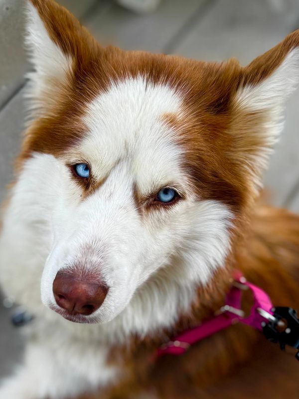 Close-up of a brown and white husky with striking blue eyes.