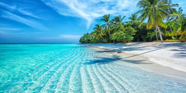 A pristine tropical beach with clear blue water and palm trees.