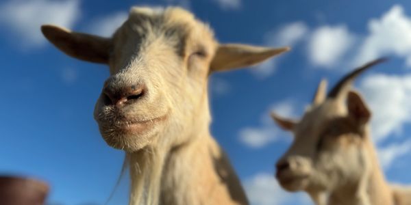 Close-up of two goats against a blue sky with clouds.