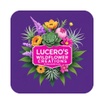 Lucero's wildflower creations
