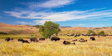 Custer State Park, South Dakota