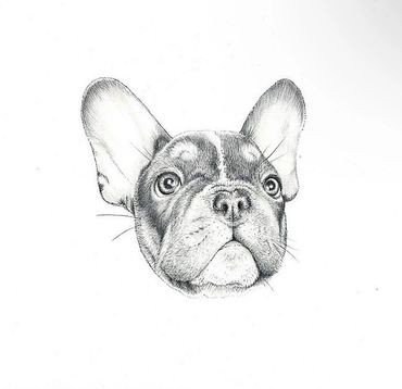 “Gus” French Bulldog