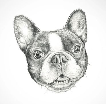 “Louie” French Bulldog