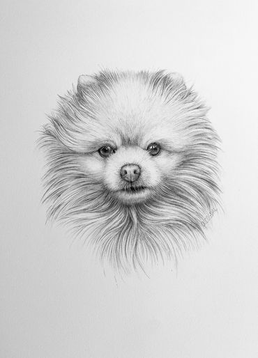 “Whitey” Pomeranian 