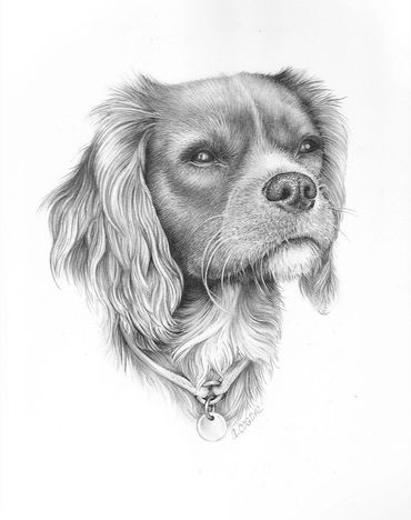 “Grover” Cavalier King Charles Spaniel