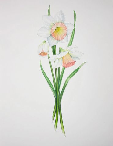 “Coral Daffodil bouquet” watercolor on hot press paper. 2026