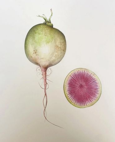 “Watermelon Radish” watercolor and colored pencil on hot press paper, 2022