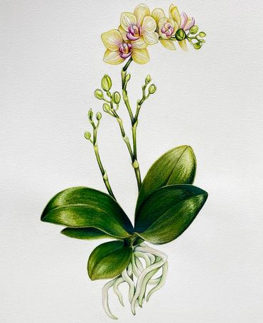 “Yellow Moth Orchid” watercolor and colored pencil in hot press paper, 2020