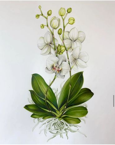 “Moth Orchid” watercolor and colored pencil on hot press paper, 2020