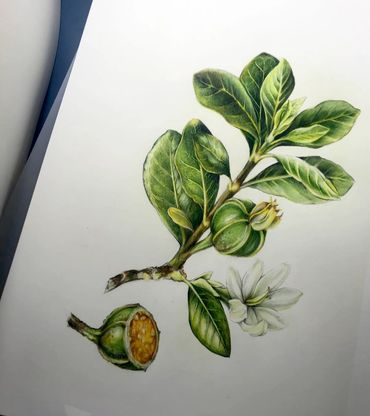 “Kauai Gardenia Cutting” watercolor and colored pencil on hot press paper, 2018