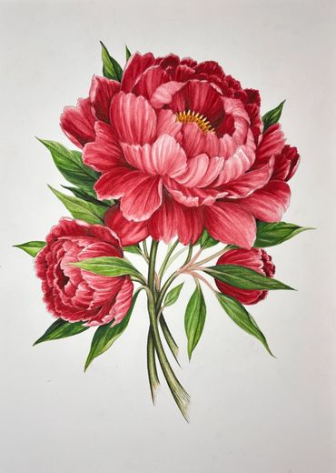“Red Peony” watercolor on hot press paper, 2026