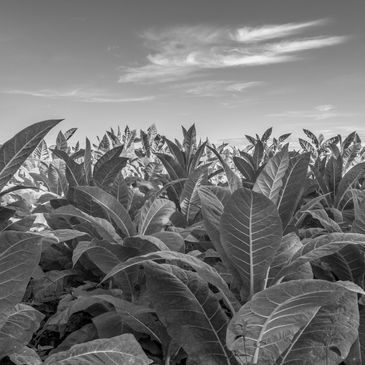 Tobacco growing in the Land Of The Free.
