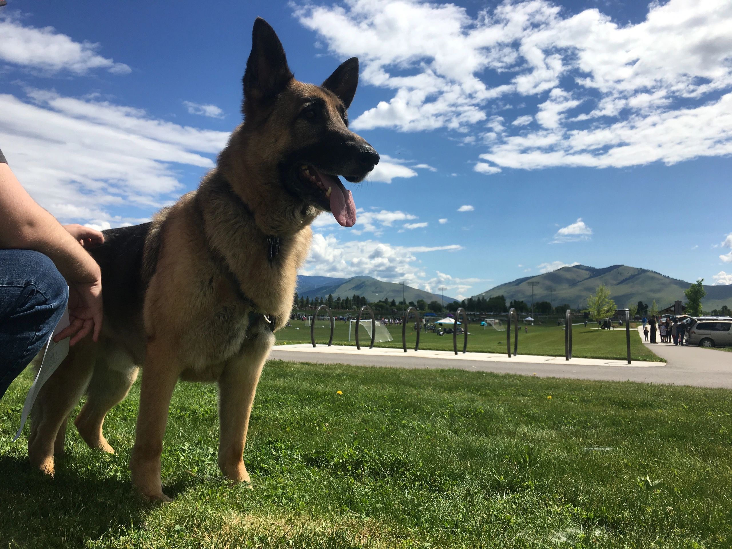 A recovering reactive dog client showing off her new skills at an in person meetup in Missoula, MT