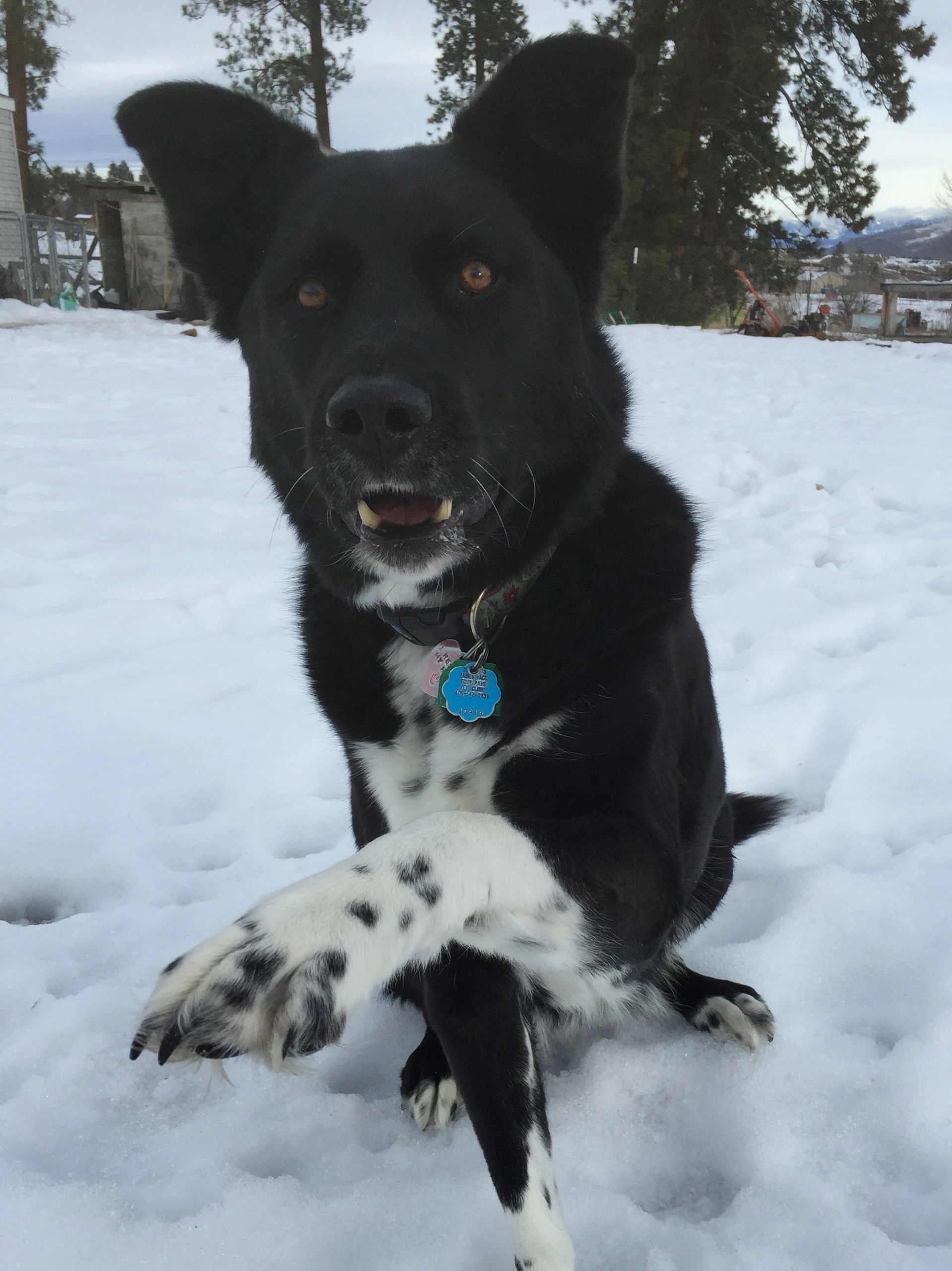 Dog Training Pricing