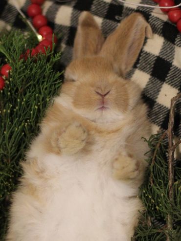 Fluffy bunny lying on its back among greenery and red beads.