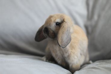 A small, light brown lop-eared rabbit sitting on a soft grey surface.