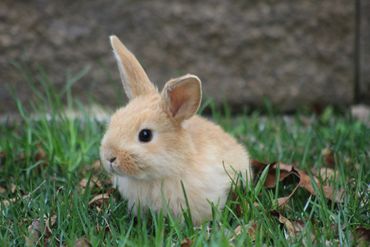 A small light brown rabbit sitting on grass outdoors.