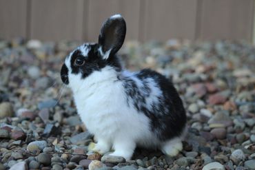A black and white rabbit sitting on gravel.