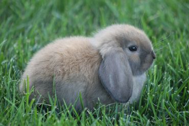 A fluffy brown lop-eared bunny sitting in green grass.