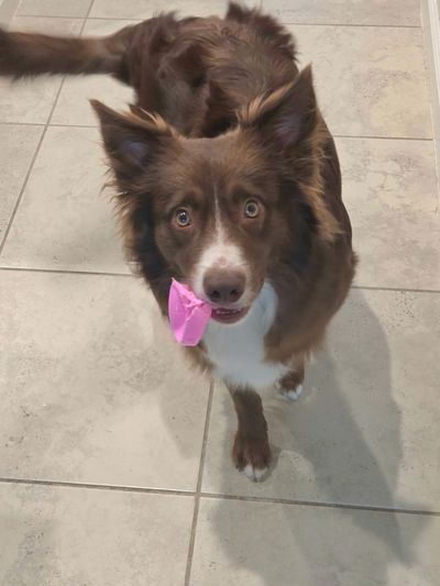 Brown and white dog holding a pink object in its mouth on a tiled floor.