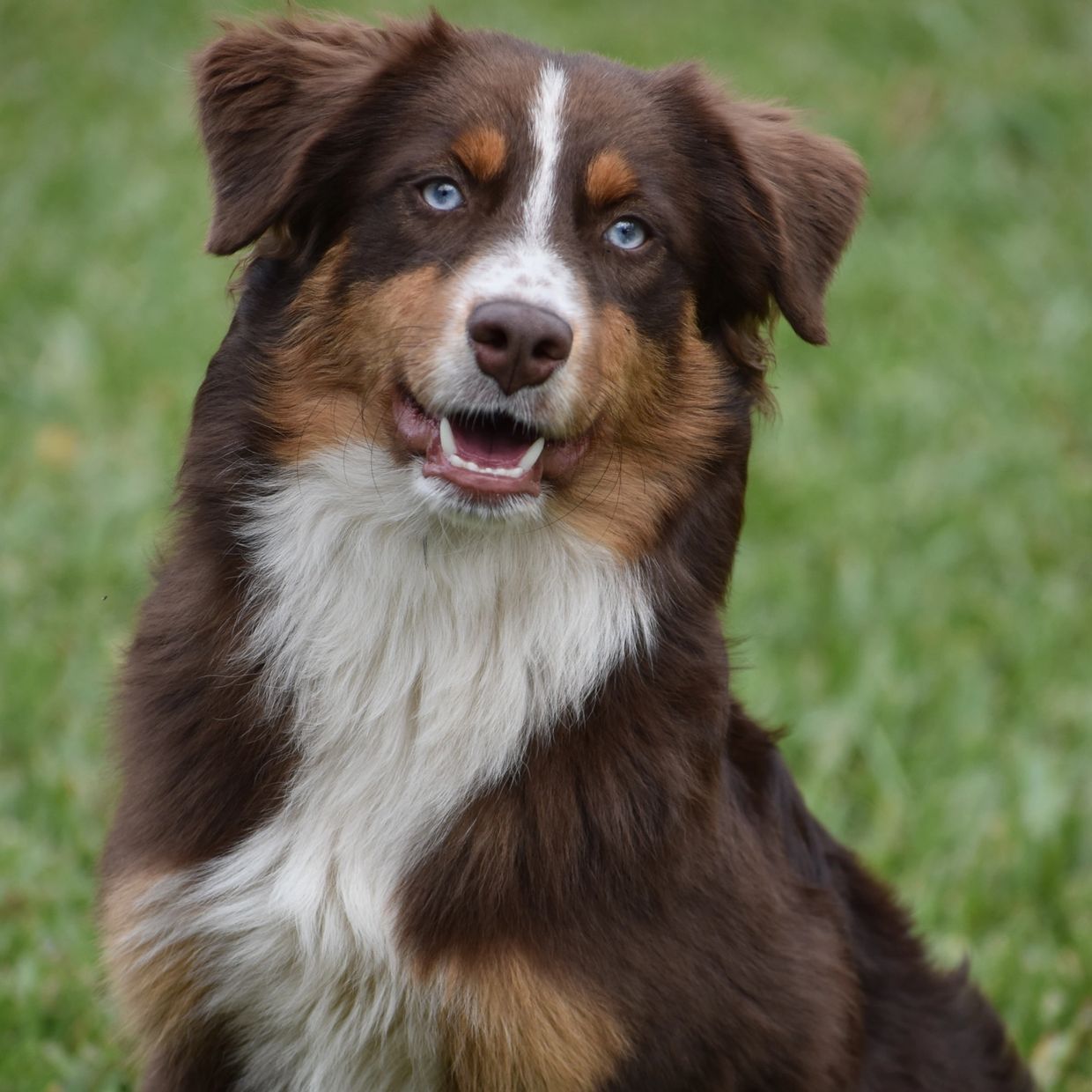 A happy Australian Shepherd dog with bright blue eyes outdoors.